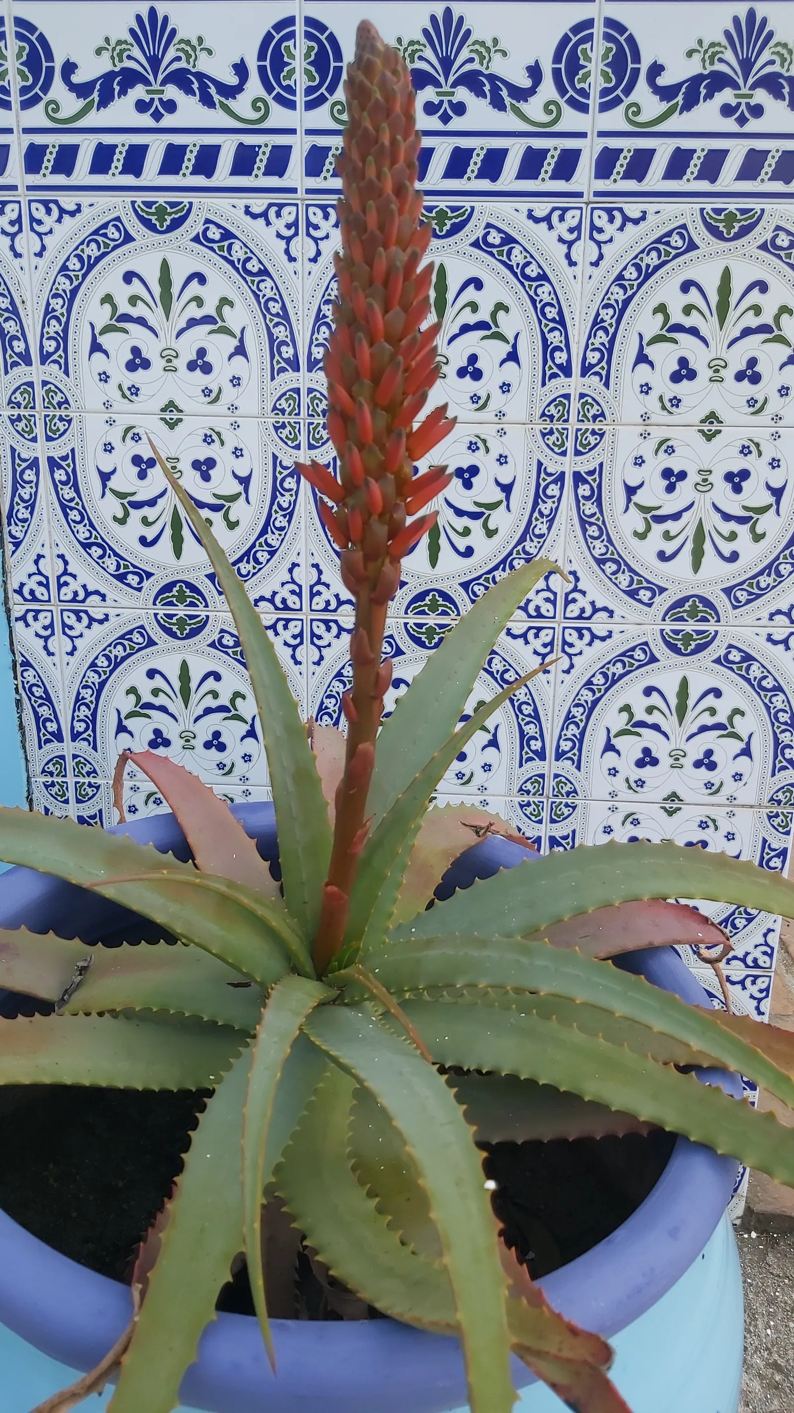 Aloe in bloom beside hand-painted tiles