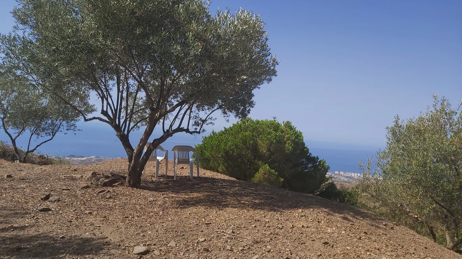 Olive grove with a view towards the coast