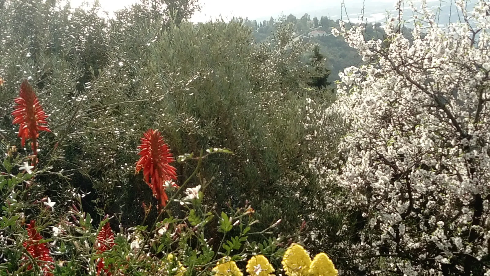 Spring flowers around the olive grove